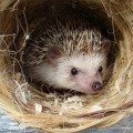 What is the Easiest Exotic Pet to Own?
