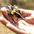 Are Rodents Exotic Pets?