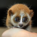 Why Exotic Animals Should Not Be Kept as Pets