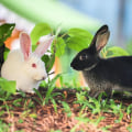 Why Exotic Pets Like Rabbits Need Special Care