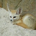 Are Exotic Animals Low Maintenance? A Comprehensive Guide