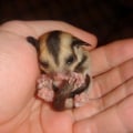 Are Pocket Pets Exotic? An Expert's Perspective