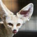 What is the Friendliest Exotic Pet?