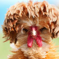 Are Exotic Animals Like Chickens Allowed as Pets?