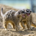 What exotic animal is best as a pet?