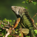 What's the Most Popular Exotic Pet?