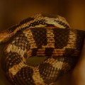 What is the Most Difficult Animal to Keep as a Pet?