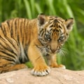 The Hidden Costs of Exotic Pets