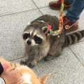 What is the Most Popular Exotic Pet in the US?