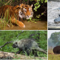 What Exotic Animals Are Out There?