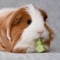 The 10 Easiest Pets to Care For