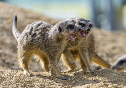 What is the Best Exotic Animal to Own as a Pet?
