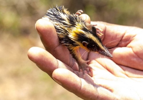 Are Rodents Exotic Pets?