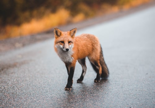 What is Considered an Exotic Animal?
