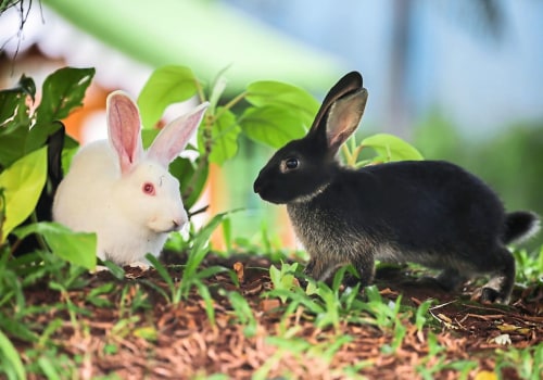 Why Exotic Pets Like Rabbits Need Special Care