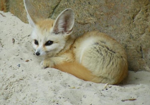 15 Small Exotic Pets Perfect for Apartment Living