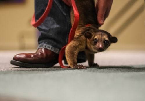 The Cruel Reality of Keeping Exotic Animals as Pets