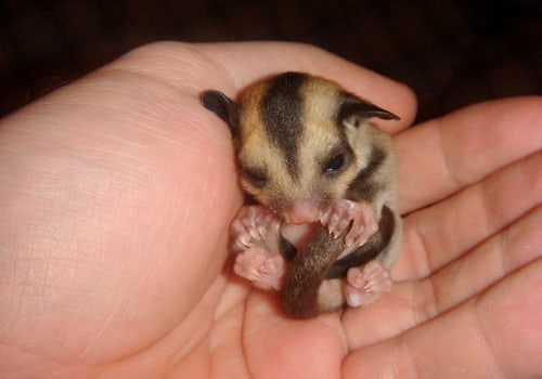 Are Pocket Pets Exotic? An Expert's Perspective
