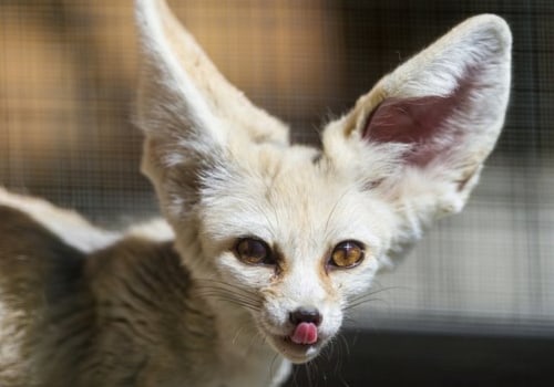 What is the Friendliest Exotic Pet?