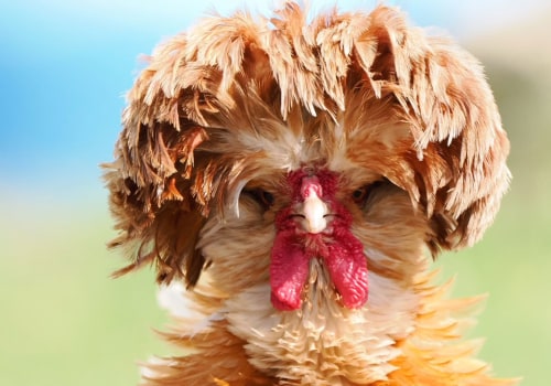 Are Exotic Animals Like Chickens Allowed as Pets?