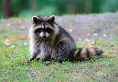 What is the Most Common Exotic Pet to Own?