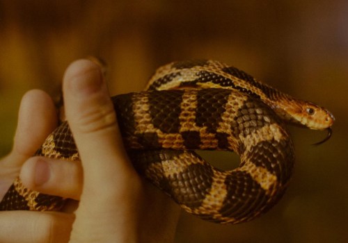 What is the Most Difficult Animal to Keep as a Pet?