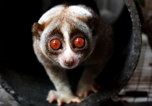 What Qualifies as an Exotic Pet?