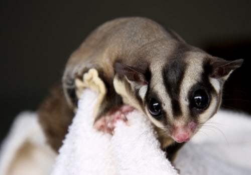 Why Exotic Pets Don't Belong in Your Home