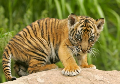 The Hidden Costs of Exotic Pets
