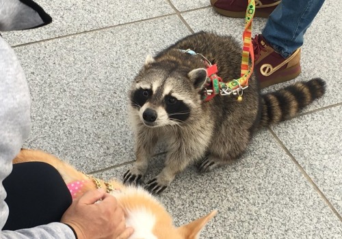 What is the Most Popular Exotic Pet in the US?