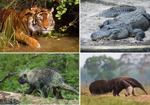 What Exotic Animals Are Out There?