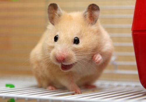 Is a Hamster an Exotic Pet?