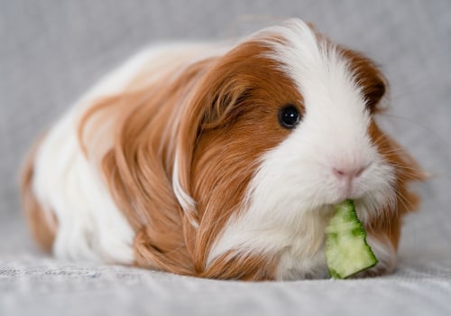 The 10 Easiest Pets to Care For