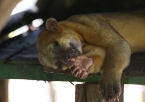 The Most Affectionate Exotic Pets: A Guide for Pet Owners